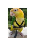 ARNES AVIATOR