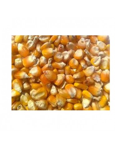 MAIZ EN GRANO