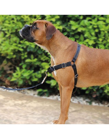 ARNES ADIESTRAMIENTO DOGWAY